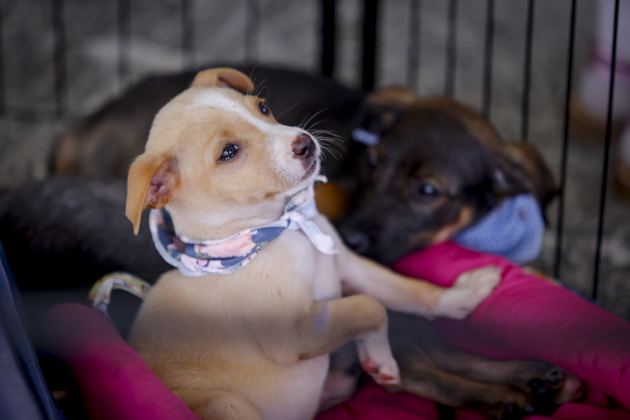 Parque Cachoeira terá feira de adoção de animais de 24 a 26 de setembro