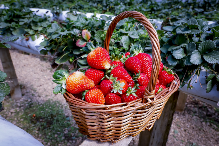 Araucária tem quatro propriedades confirmadas na Rota Turística do Morango