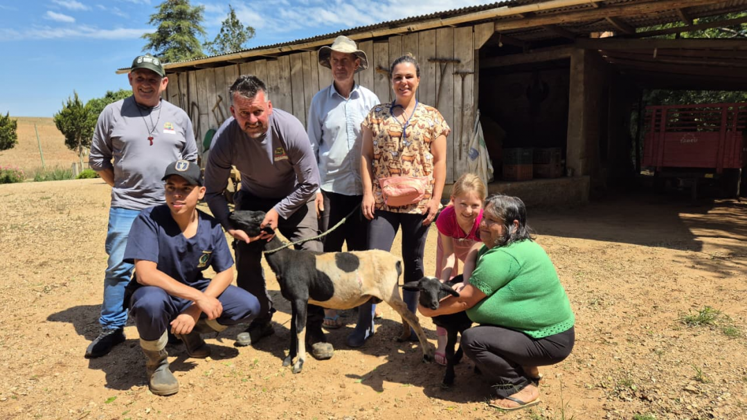 Assistência veterinária da SMAG faz cesárea de emergência e salva ovelha e filhote