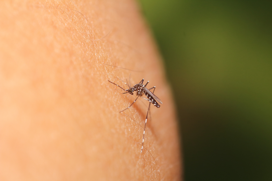 Ciclo epidemiológico de 2026 inicia com 2 notificações em investigação para dengue