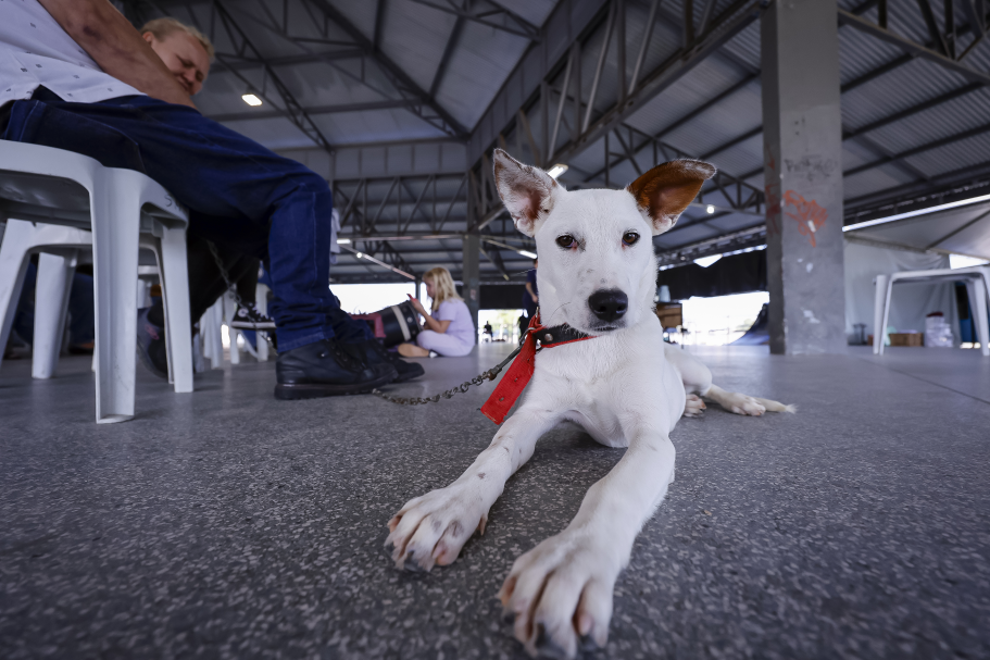 Mutirão castrou 243 animais nesta semana em Araucária